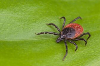 Vacationers Are Unknowingly Smuggling Invasive Ticks Into the U.S.