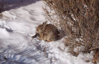 Colorado Residents Are Recognizing Bizarre-Trying Rabbits With Black Horns and Mouth Tentacles