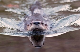 ‘Bizarre Trying’ Otter Poo Reveals an Sudden Position in Parasite Management
