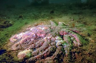 A Thriller Killer Wiped Out Billions of Sea Stars. Biologists Simply Solved the Case.