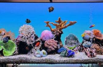 You do not want a brand new Roku; it’s essential to clear the cache