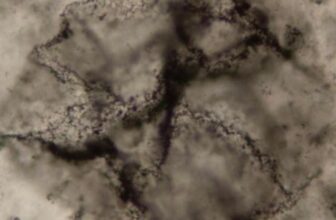 AI Uncovers Proof of Life in 3.3-Billion-12 months-Previous Rocks