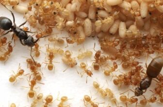 This Parasitic Ant Makes use of Thriller Goo to Flip Colonies Towards Their Queen