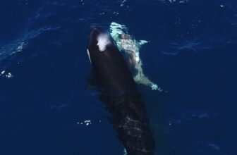 Jaw-Dropping Video Reveals Orcas Flipping a Nice White Shark to Feast On Its Liver
