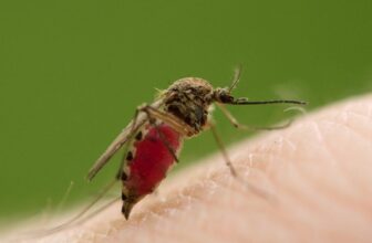 Male Mosquitoes Can Feed on Our Blood, Too